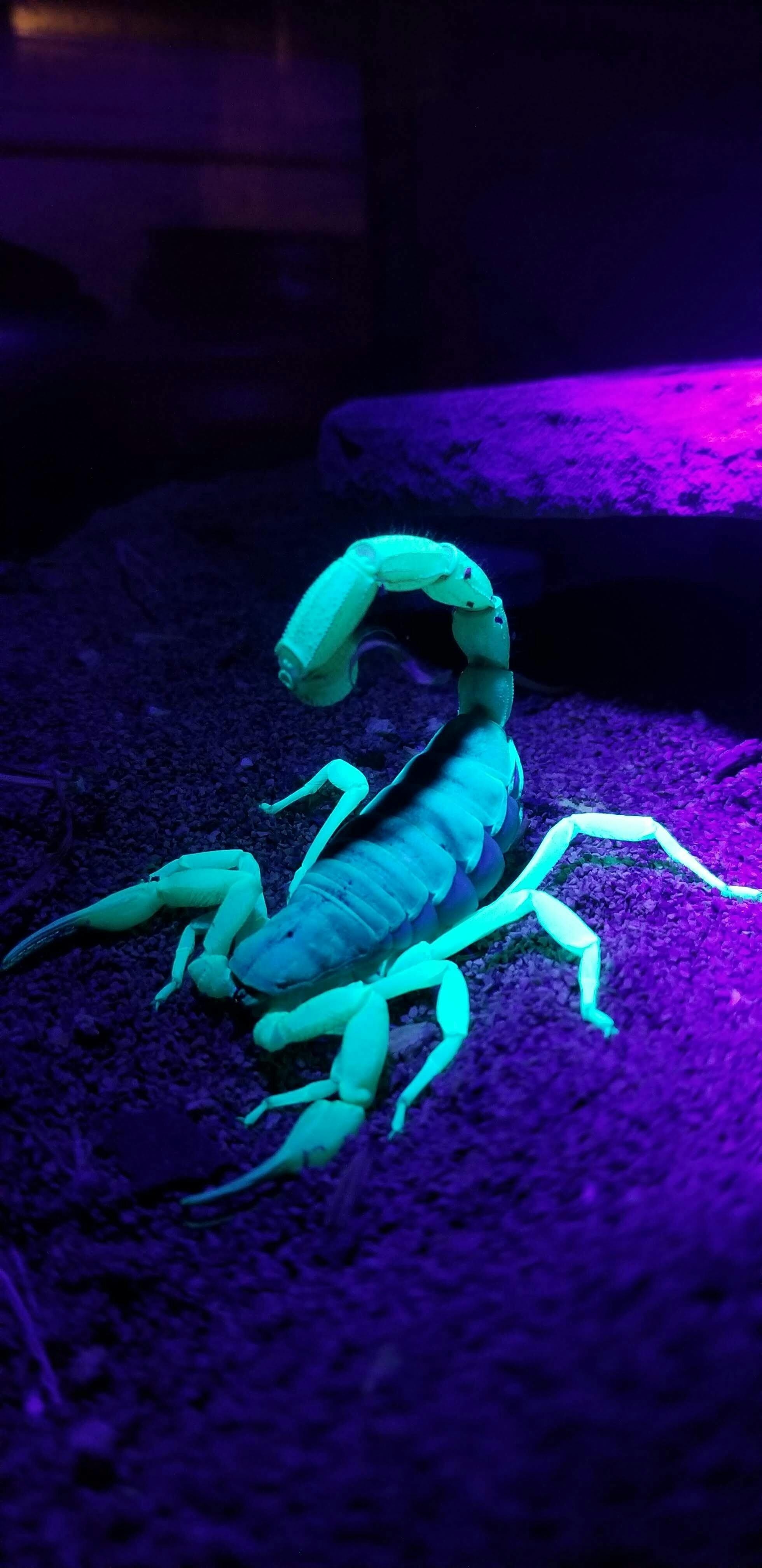 uvBeast Black Light UV Flashlight V2 (VERSION 2) Flood Effect