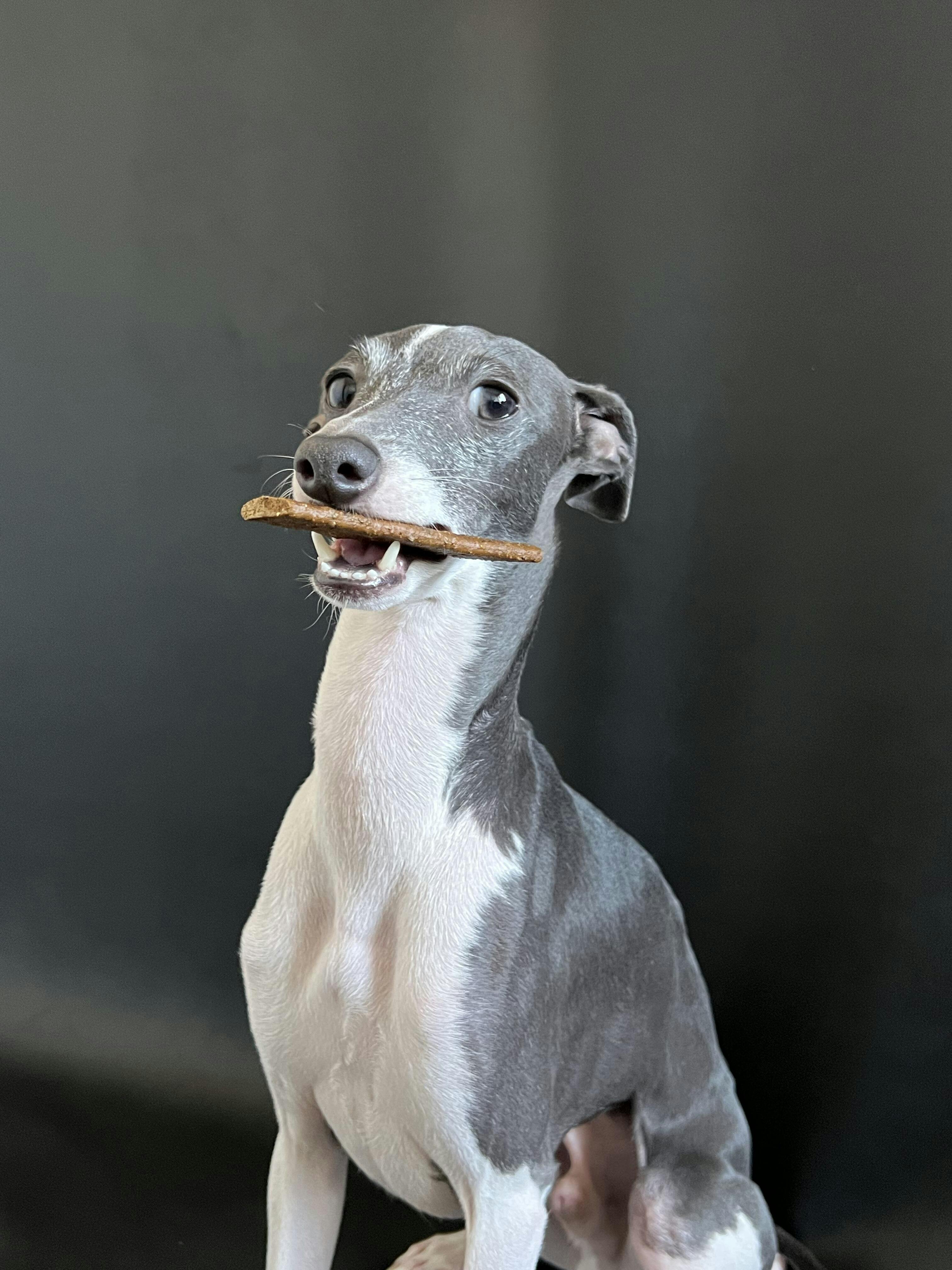 italian greyhound picky eater