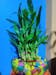 Ugaoo Lucky Bamboo Plant - 3 Layer
