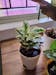 Ugaoo Ficus Prestige Plant