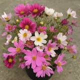 Cosmos Mixed Seeds