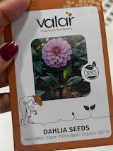 Dahlia Seeds