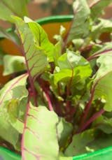 Organic Beetroot Seeds