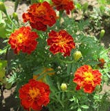 Marigold Red Brocade Seeds