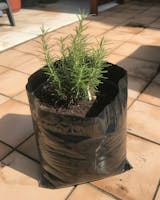 Organic Rosemary Seeds