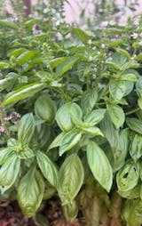 Organic Basil Seeds