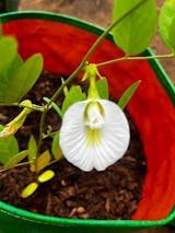 Aparajita/Blue Pea Flower Seeds