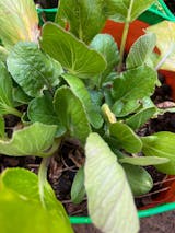 Organic Pakchoi Seeds