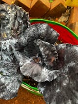 Organic Purple Cabbage Seeds