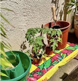 Organic Cherry Tomato Seeds