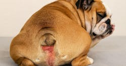 Paw Soother Lata 59 o 118 mL