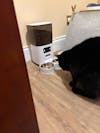 Smart Cat Feeder with HD Camera - 5L Automatic Feeder | Velvet Paws