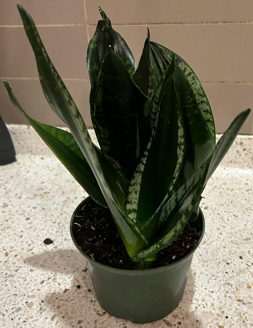 Black Gold Sansevieria Snake Plant – Verdant Lyfe