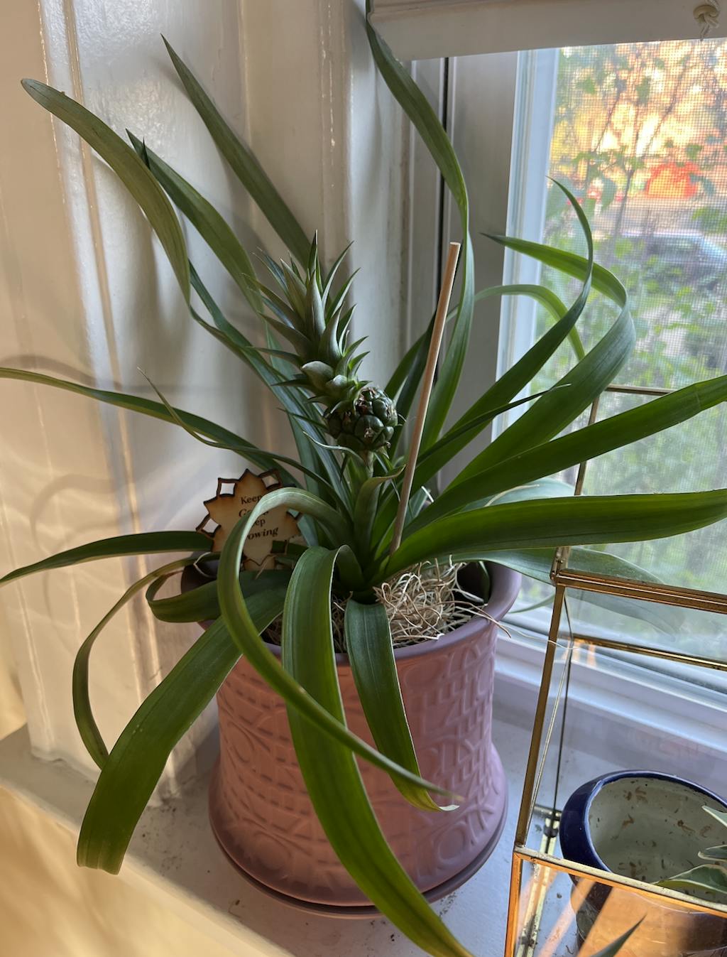 Mini Pineapple Plant 'Tiny Treasure' Ornamental Verdant Lyfe