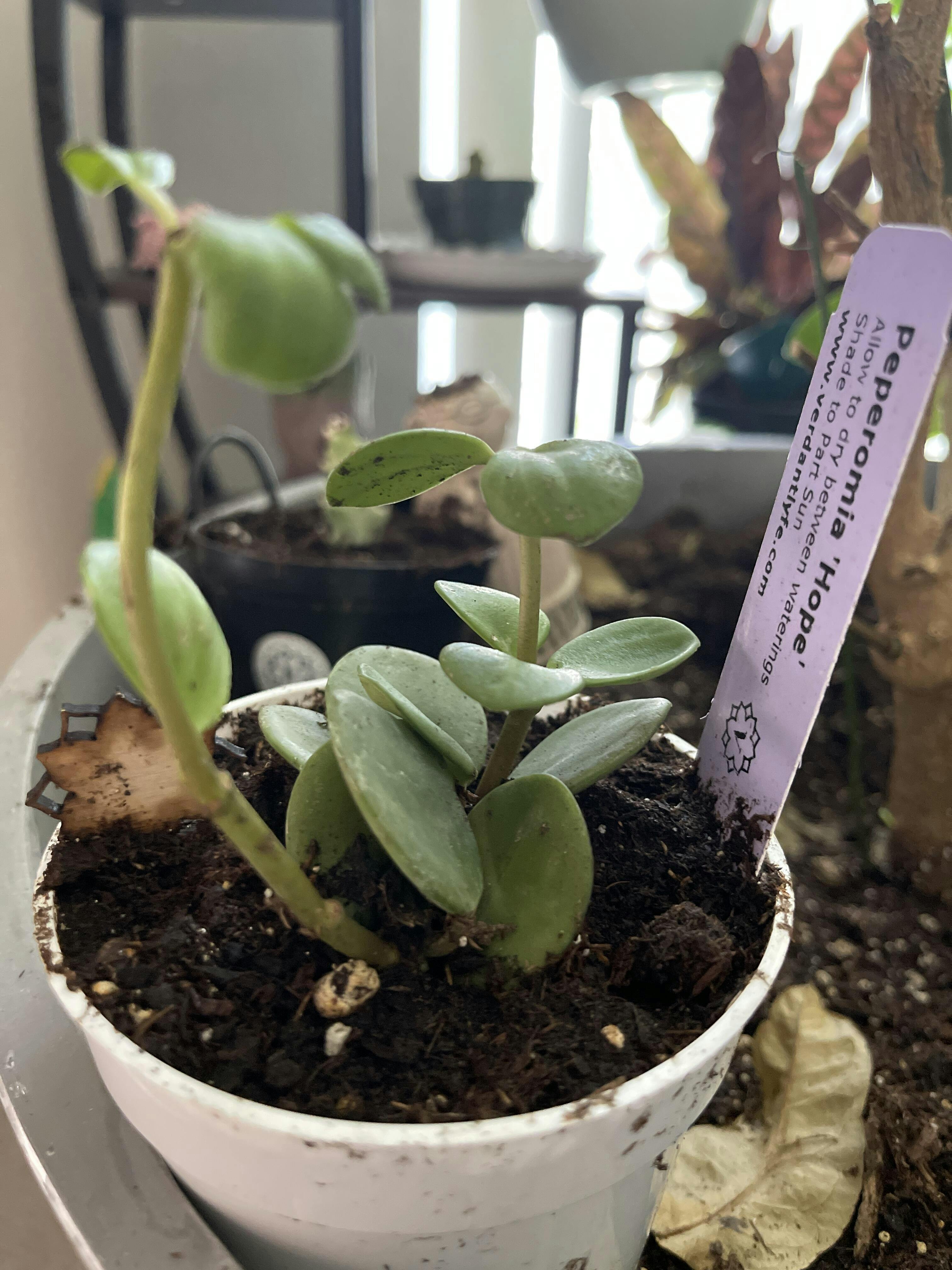 Peperomia Hope 'Trailing Jade' Plant – Verdant Lyfe