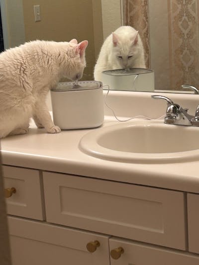 Shungite Pet Water Fountain