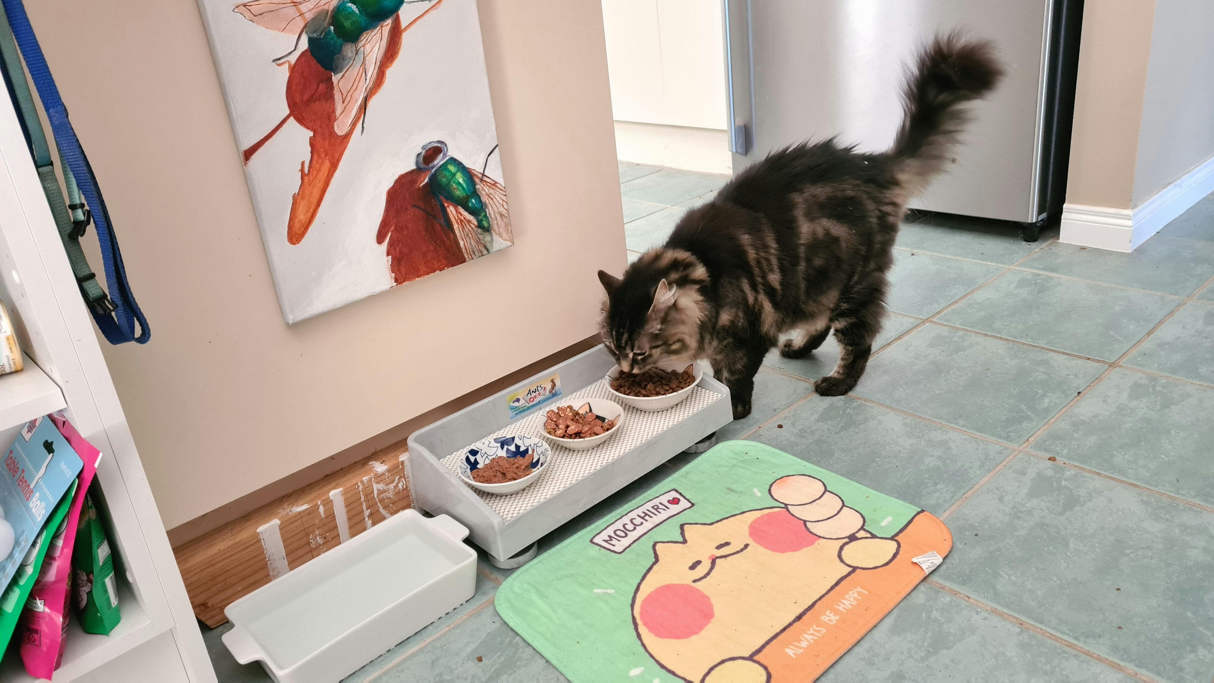 Ants Off Elevated Pet Feeding Table vetnpet DIRECT