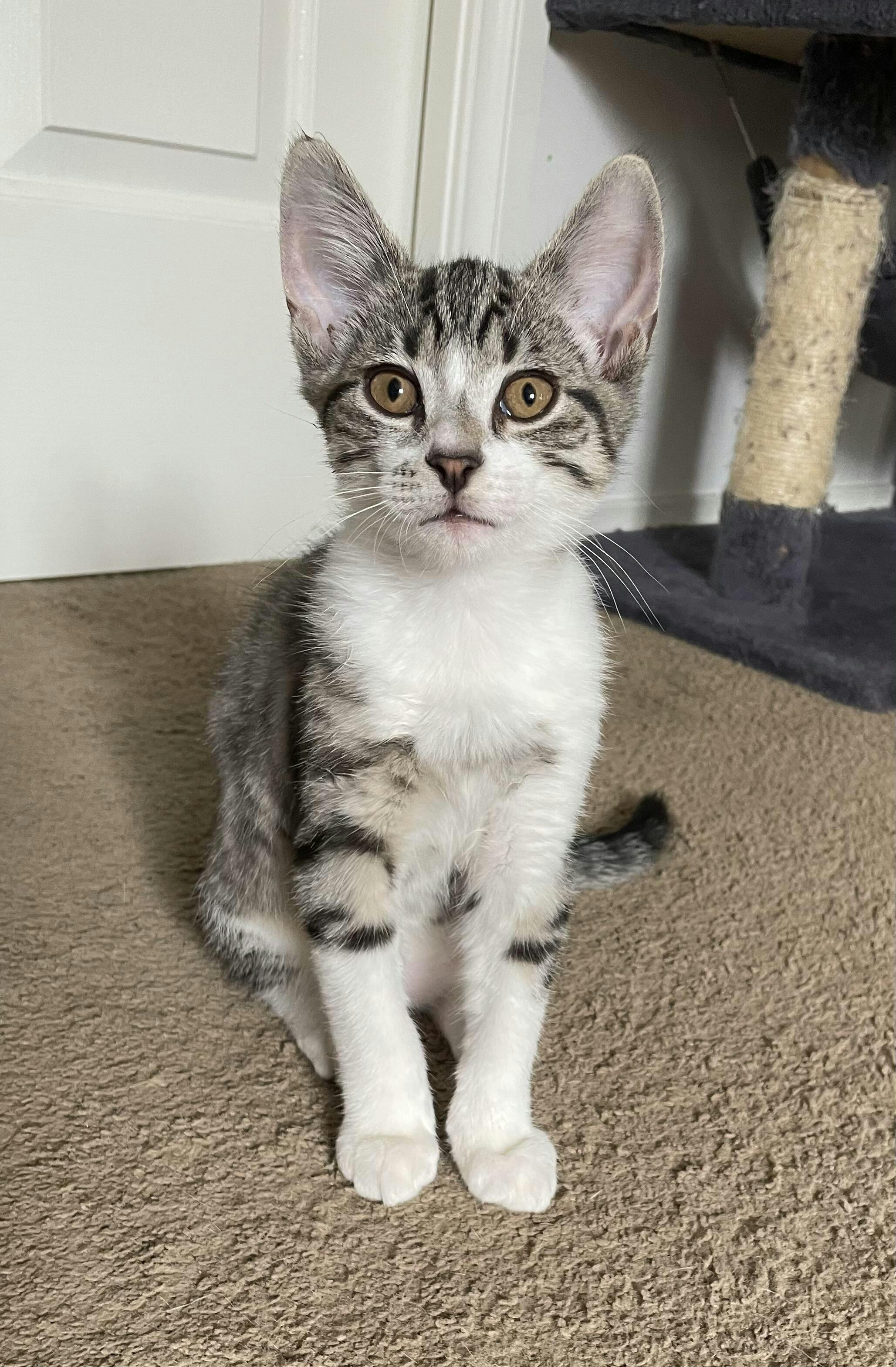 wombaroo kitten formula