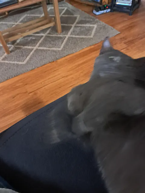 NexGard SPECTRA Spot-On for Large Cats 2.5 - 7.5kg