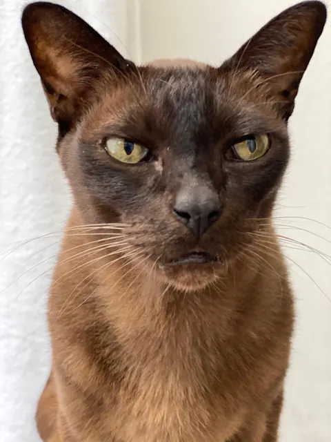 Ipakitine Renal Function Support