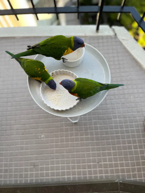 Wombaroo Lorikeet & Honeyeater Food