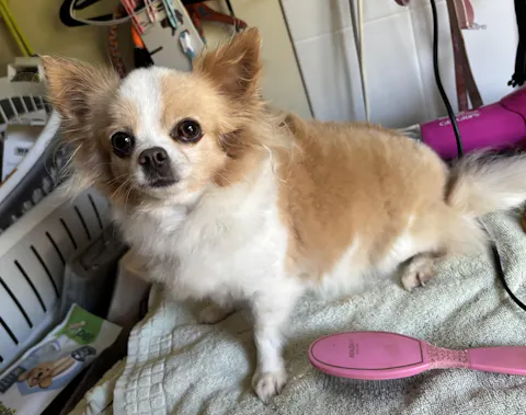Fido's White & Bright Shampoo