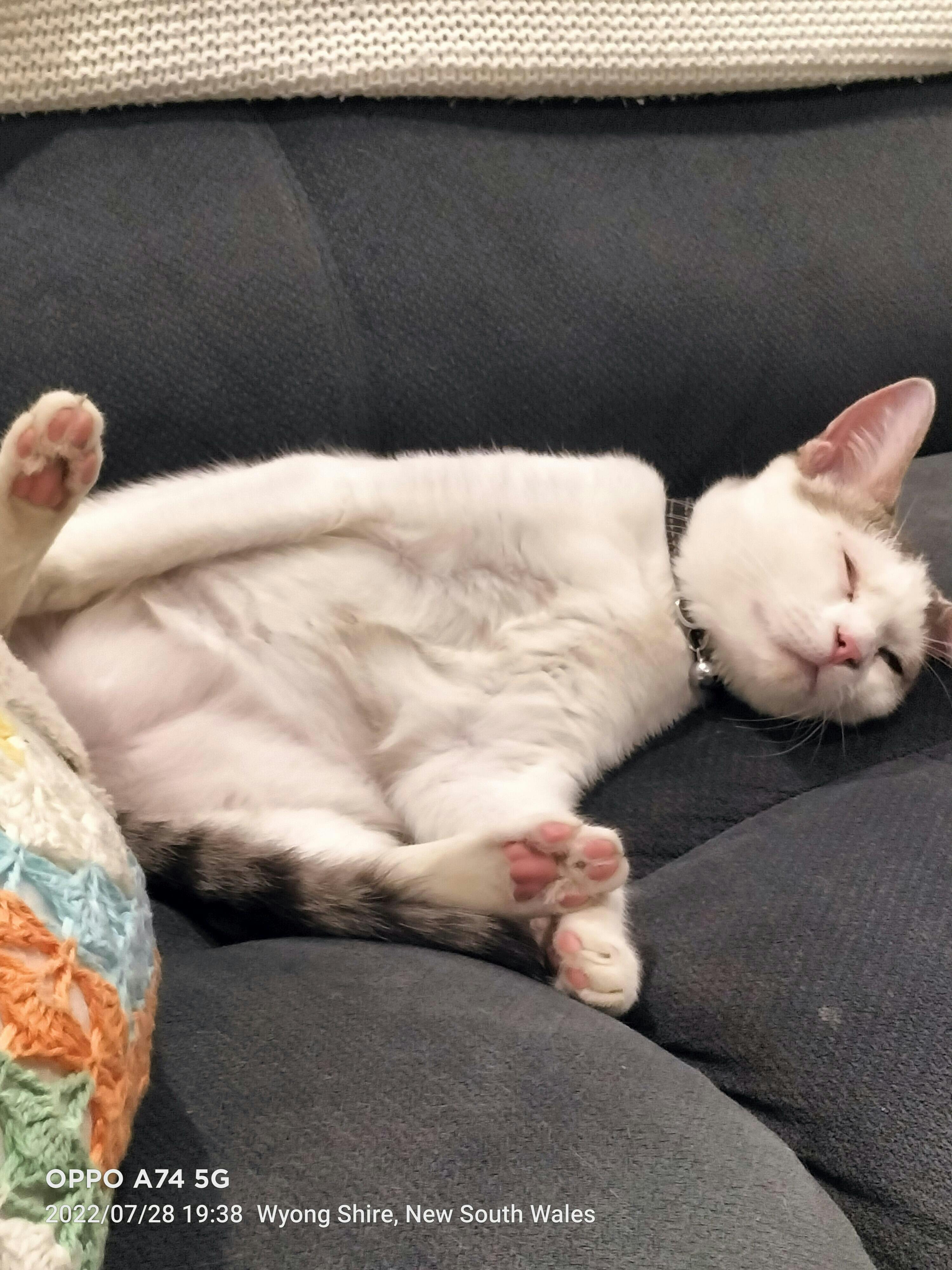 Vetalogica Cat Food Samples (24 x 100g) Vetalogica Biologically Appropriate Cat Food