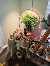 Calamondin / Calamansi