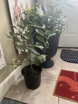 Satsuma Mandarin (Grafted)