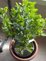 Calamondin / Calamansi