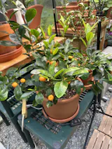 Satsuma Mandarin (Grafted)
