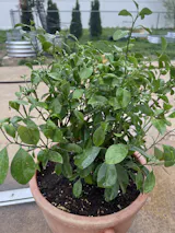 Calamondin / Calamansi Indoor Citrus Tree.