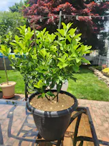 Calamondin / Calamansi Indoor Citrus Tree.