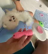 Selbstreinigende Haustierbürste