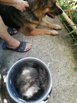 Selbstreinigende Haustierbürste