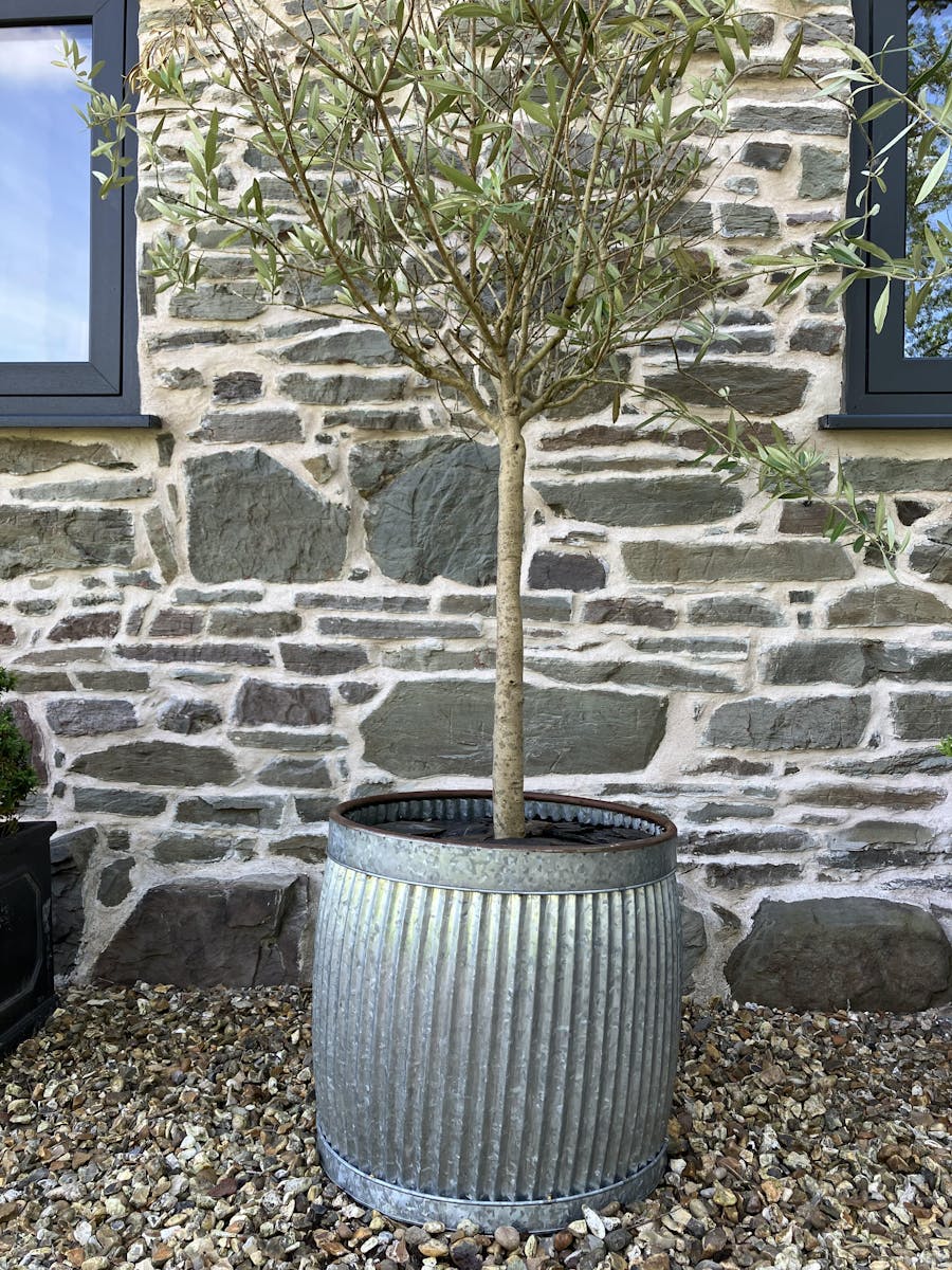 Galvanised Dolly Tub Planter