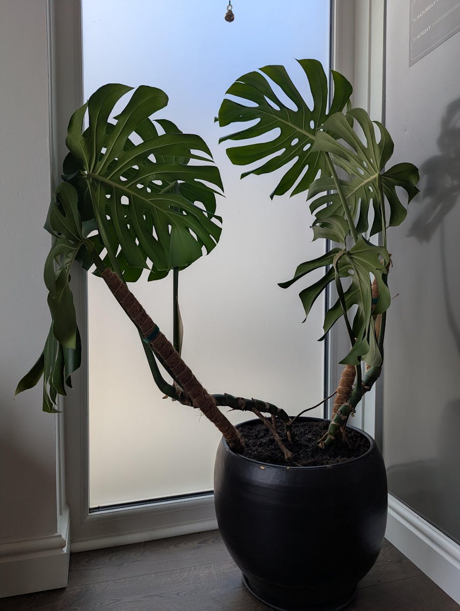 Black Iron Globe Planter