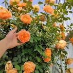 Elegant Climbing Rose Flower Seeds
