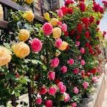 Elegant Climbing Rose Flower Seeds