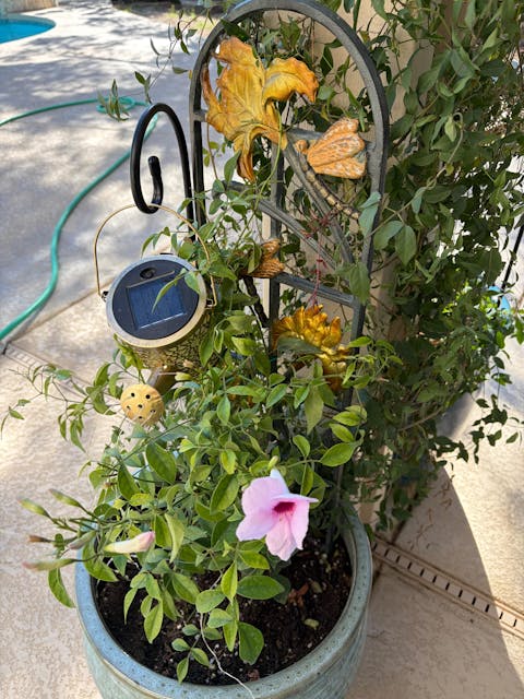 Dragonfly's Dance Planter Trellis