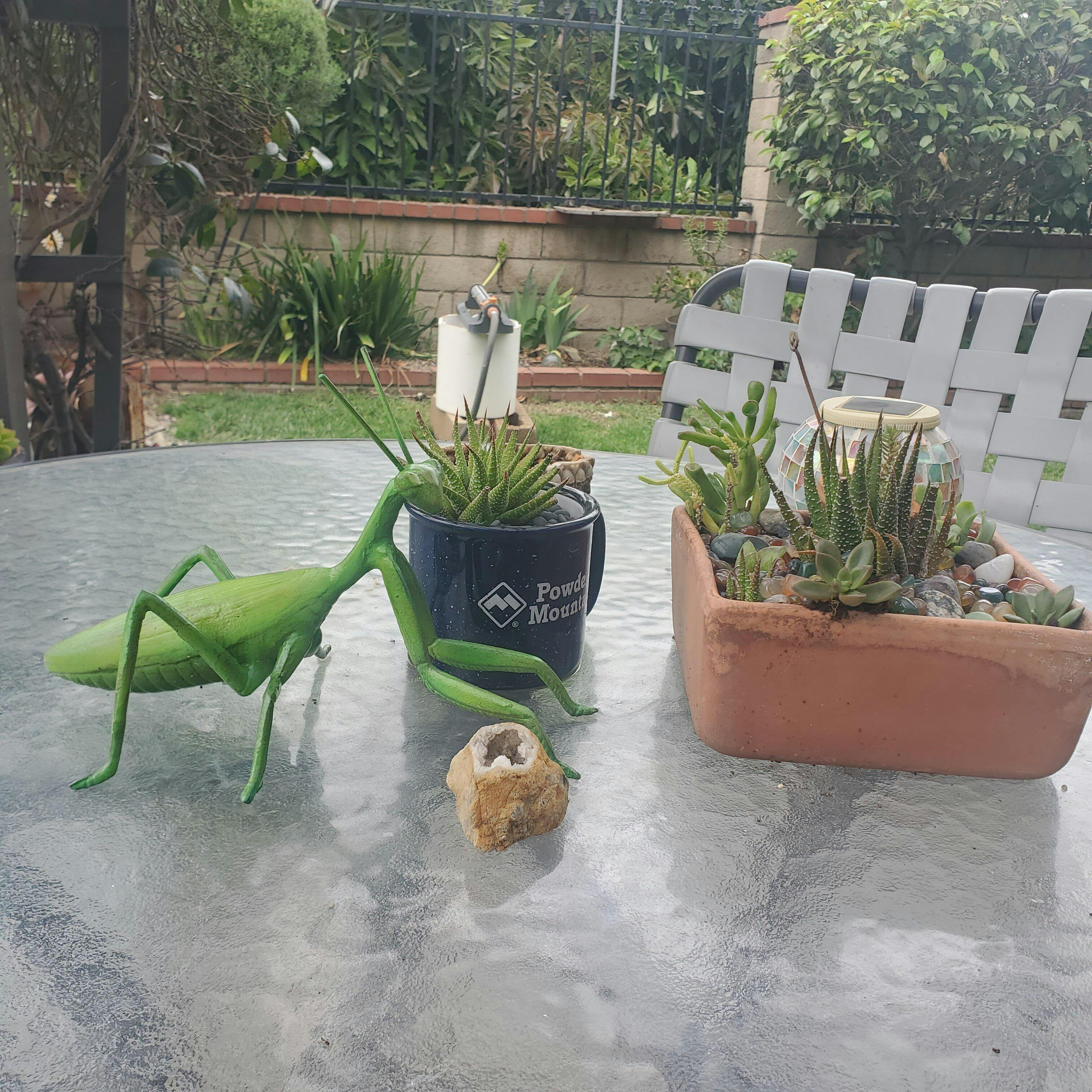 Sarcelle Praying Mantis
