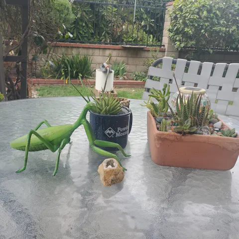 Sarcelle Praying Mantis