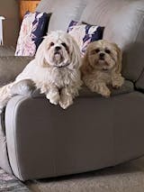 Bundle Pack of 4 x VitaRapid® Joint Care Daily Treats For Dogs - 210g