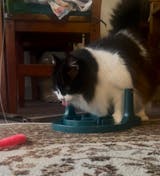 Bundle Pack of 4 x VitaRapid® Joint Care Daily Treats For Cats 100g