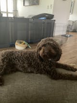 VitaRapid Science Sensitive Skin & Stomach Adult Dog Food