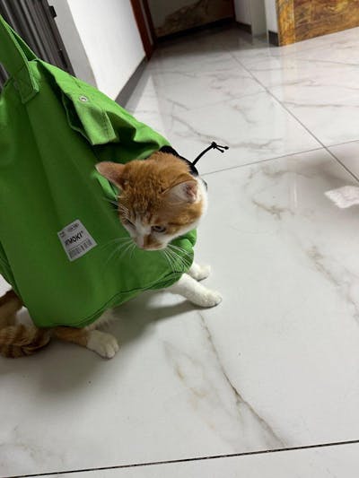 Large Capacity Pet Cat Bag