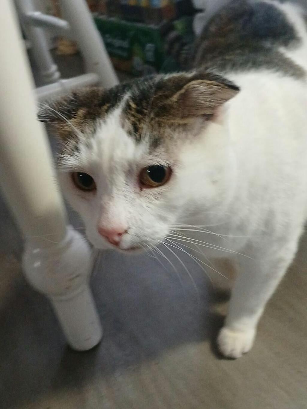 3rd Gen Disposable Tear Drop Flat Tip