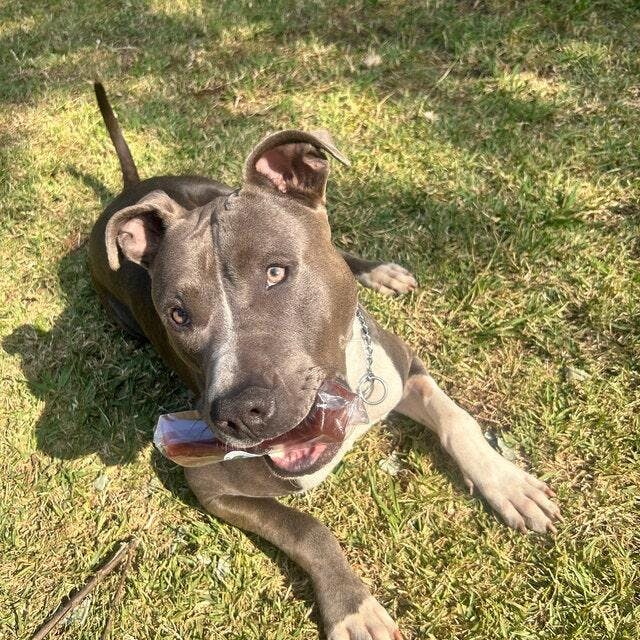 Bone Marrow Gelatin Chews Long Lasting Healthy Chews For Dogs Wag N