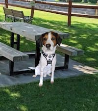 NeoCool™ Sport Dog Harness With Handle | White