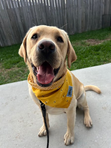 Tie-Up Reversible Bandanas